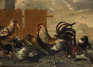 Gallo nel pollaio da Unbekannt Unbekannt